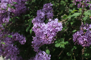 Dépannage chaudière gaz Les Lilas
